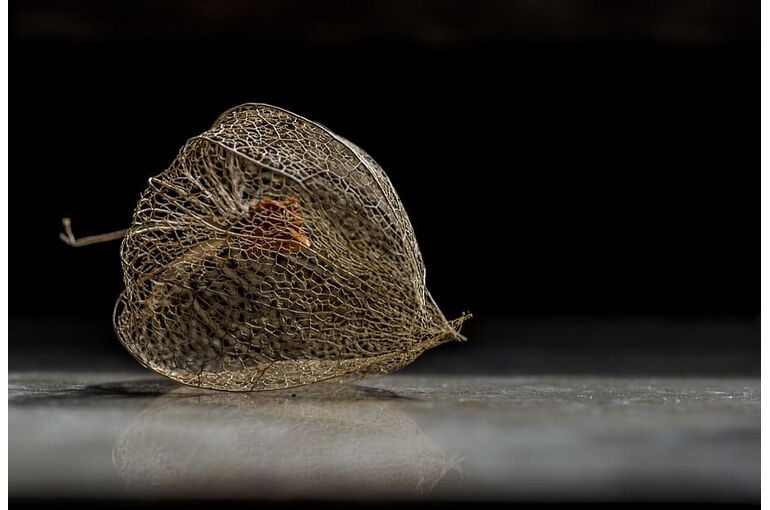 physalis-alkekengi-chinese-lantern-lampionblume-flower